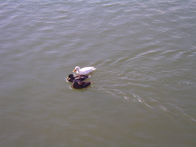 Enten am Mainkai
