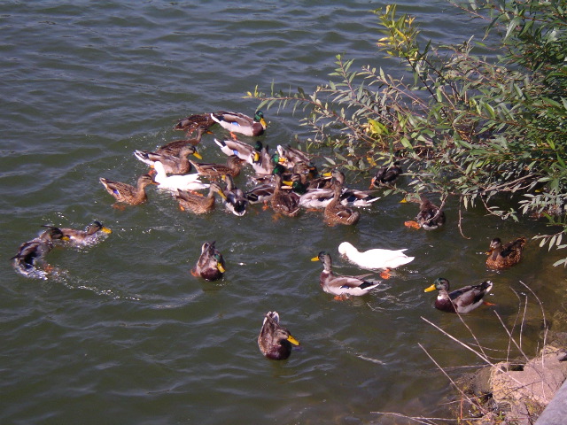 Entenf&uuml;ttern am Mainkai