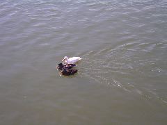 Enten am Mainkai